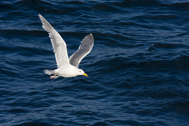 Glaucous-Winged Gull In Flight